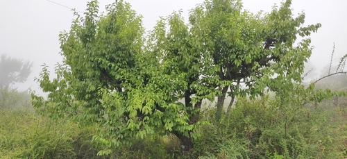 Prunus cerasoides, photograph 3