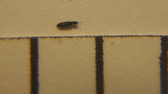 Thripidae
