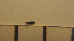 Thripidae