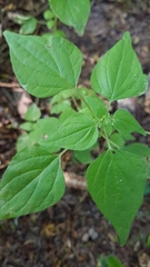 Parietaria debilis