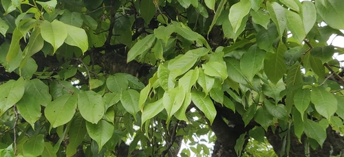 Prunus cerasoides, photograph 5