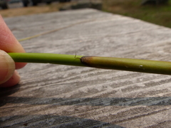 Juncus effusus effusus