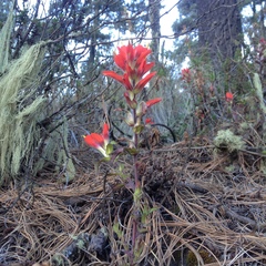 Castilleja hirsuta