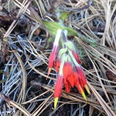 Castilleja hirsuta