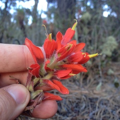 Castilleja hirsuta