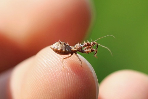 Spiny Assassin Bug photo 3