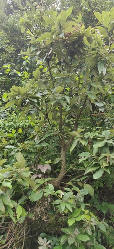 Image of Quercus leucotrichophora by (c) T R Shankar Raman, some rights reserved (CC BY)
