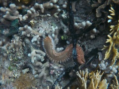 Hermodice carunculata