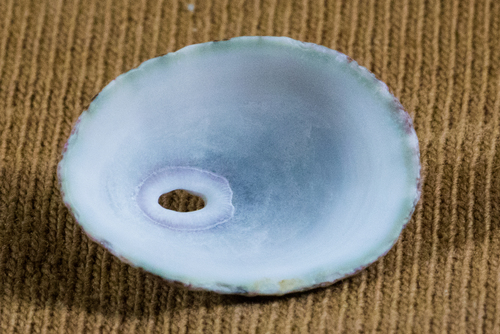 Volcano Keyhole Limpet