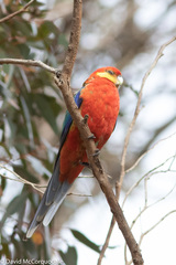 Platycercus icterotis