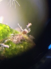 Entoprocta