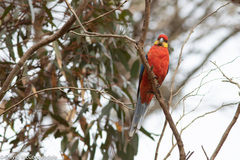 Platycercus icterotis