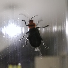 Cacoscelis nigripennis