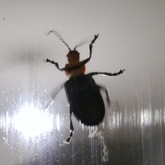 Cacoscelis nigripennis