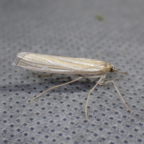 Eufernaldia cadarellus photo 2