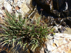 Juncus falcatus
