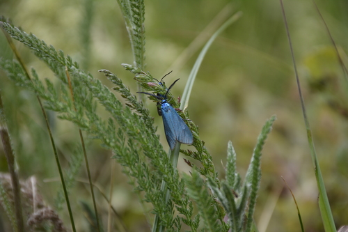 Scarce Forester