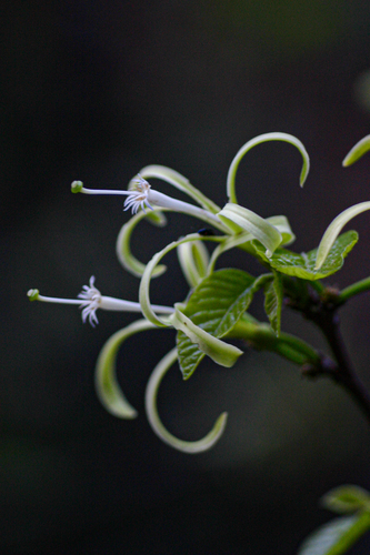 Turraea floribunda image