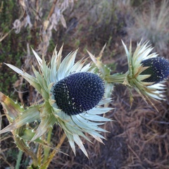 Eryngium proteiflorum