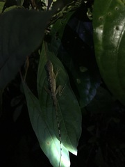 Anolis cryptolimifrons
