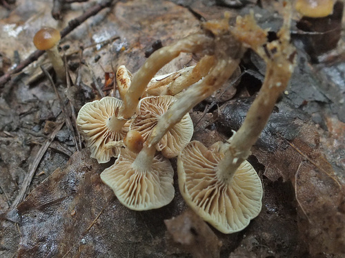 Meottomyces dissimulans image