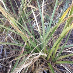 Eryngium proteiflorum