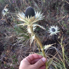Eryngium proteiflorum