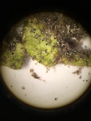 Entoprocta
