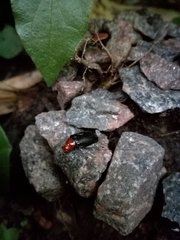 Cacoscelis nigripennis