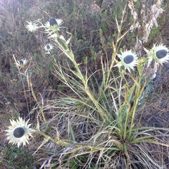Eryngium proteiflorum