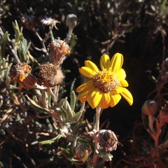 Senecio mairetianus