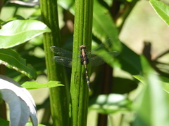 Erythemis