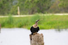 Anhinga anhinga leucogaster