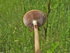 Agrocybe paludosa