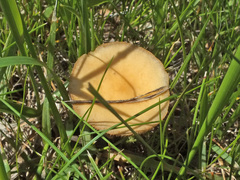 Agrocybe paludosa