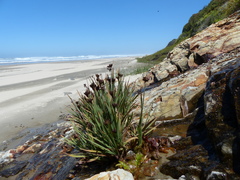 Juncus falcatus