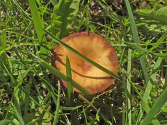 Agrocybe paludosa