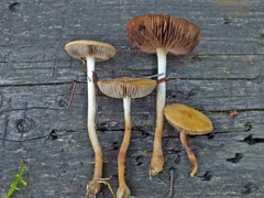 Agrocybe paludosa