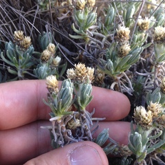 Gnaphaliothamnus lavandulifolius