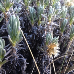 Gnaphaliothamnus lavandulifolius