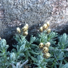 Gnaphaliothamnus lavandulifolius