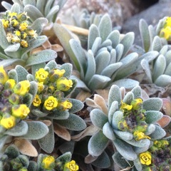Draba nivicola