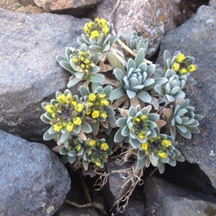 Draba nivicola