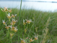 Juncus oxymeris