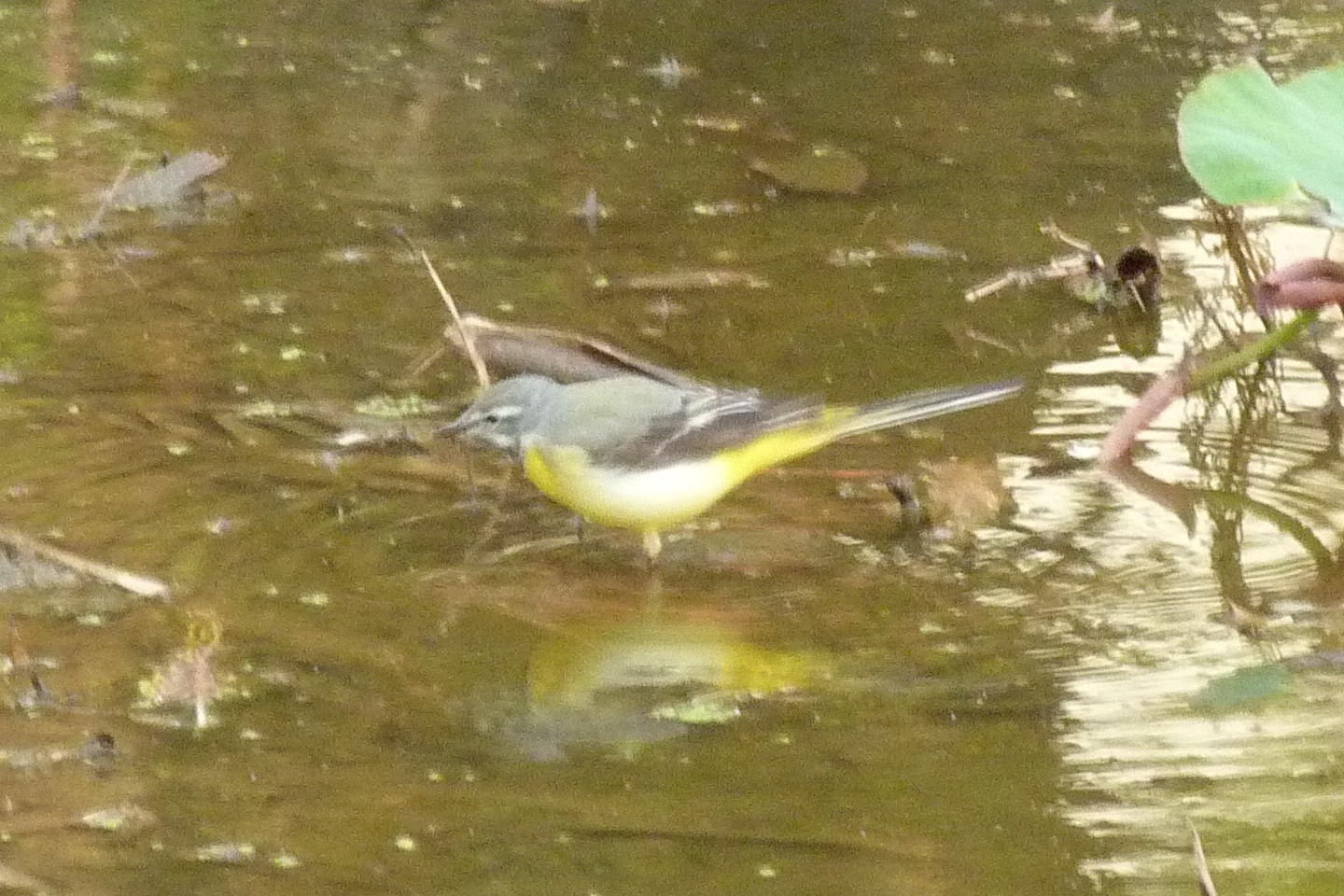 Grey Wagtail
