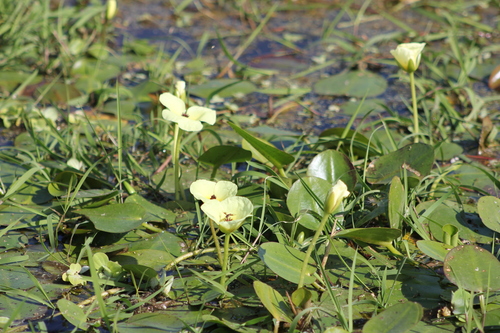 Image of Hydrocleys nymphoides by (c) Romi Galeota Lencina, some rights reserved (CC BY)