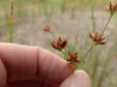 Juncus oxymeris