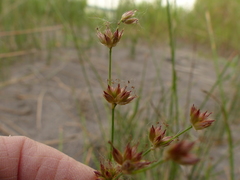 Juncus oxymeris