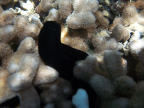 Phallusia nigra