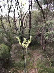 Anigozanthos flavidus